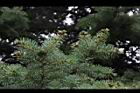 歐洲雲杉-葉03.JPG