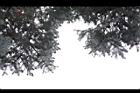 歐洲雲杉-雌花苞00.JPG