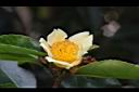 武威山茶-花07.JPG