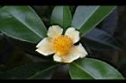 武威山茶-花04.JPG