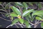 武威山茶09.JPG