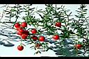 武竹-紅果4.jpg