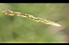 武竹-筍1.JPG