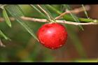 武竹-紅果1.JPG