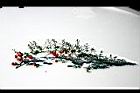 武竹-紅果3.jpg