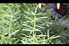武竹-葉狀莖2.jpg