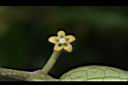 武靴藤-花26.JPG
