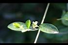 武靴藤-花00.jpg