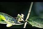 武靴藤-花05.jpg