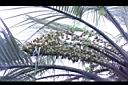 毛凍子椰子-果序01.JPG