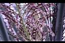 毛凍子椰子-花序01.JPG