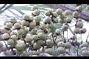 毛凍子椰子-青實06.JPG