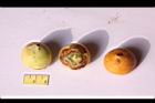 毛凍子椰子-實14.JPG