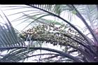 毛凍子椰子-果序00.JPG