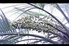 毛凍子椰子-果序02.JPG