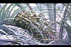 毛凍子椰子-果序03.JPG