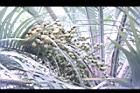 毛凍子椰子-果序04.JPG