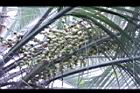 毛凍子椰子-果序05.JPG