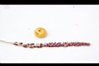 毛凍子椰子-花實05.JPG