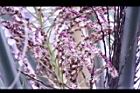 毛凍子椰子-花序00.JPG