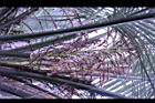 毛凍子椰子-花序03.JPG