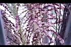 毛凍子椰子-花序05.JPG