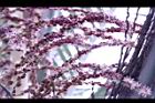 毛凍子椰子-花序06.JPG