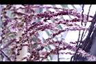 毛凍子椰子-花序07.JPG