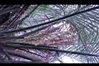 毛凍子椰子-花序10.JPG