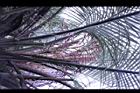 毛凍子椰子-花序11.JPG