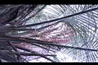 毛凍子椰子-花序12.JPG