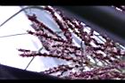 毛凍子椰子-花序14.JPG