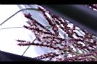 毛凍子椰子-花序15.JPG