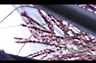 毛凍子椰子-花序16.JPG