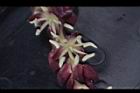 毛凍子椰子-花蕊03.JPG
