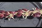毛凍子椰子-花蕊05.JPG