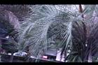 毛凍子椰子-葉01.JPG