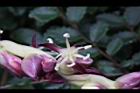 毛凍子椰子-雄花00.JPG
