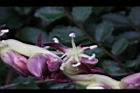 毛凍子椰子-雄花01.JPG