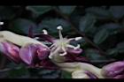 毛凍子椰子-雄花02.JPG