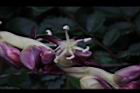 毛凍子椰子-雄花03.JPG