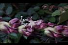 毛凍子椰子-雄花04.JPG