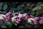 毛凍子椰子-雄花05.JPG