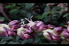 毛凍子椰子-雄花07.JPG