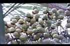 毛凍子椰子-青實05.JPG