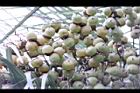毛凍子椰子-青實07.JPG