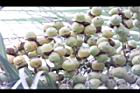 毛凍子椰子-青實10.JPG