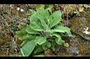 毛地黃-植株0.jpg