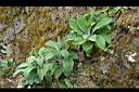 毛地黃-植株3.jpg