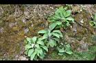 毛地黃-植株1.jpg